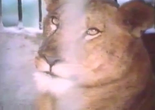 Lioness got nailed by angry big lion
