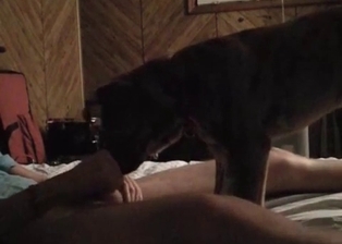 Pup and horny man in amateur bestiality