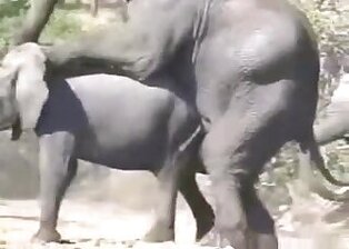 Horse animal sex