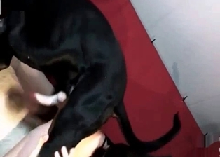 Stunning animality XXX with two sexy dogs